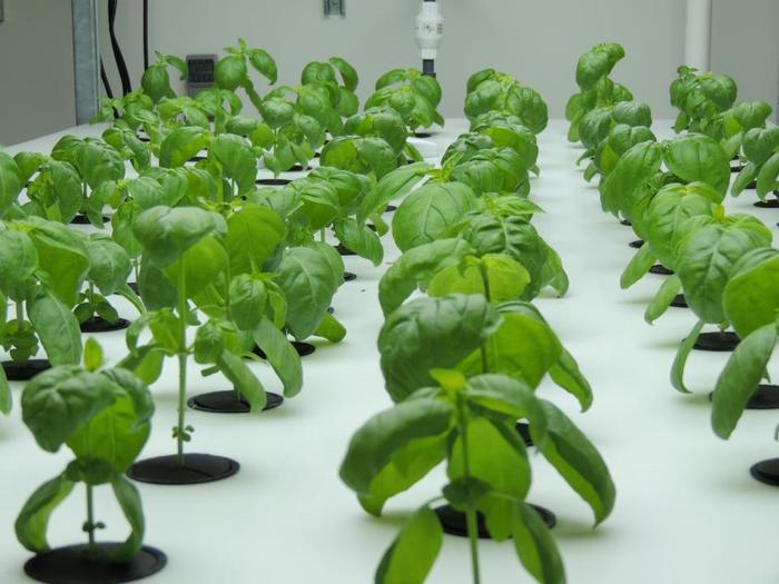 Basil at 3 weeks since germination