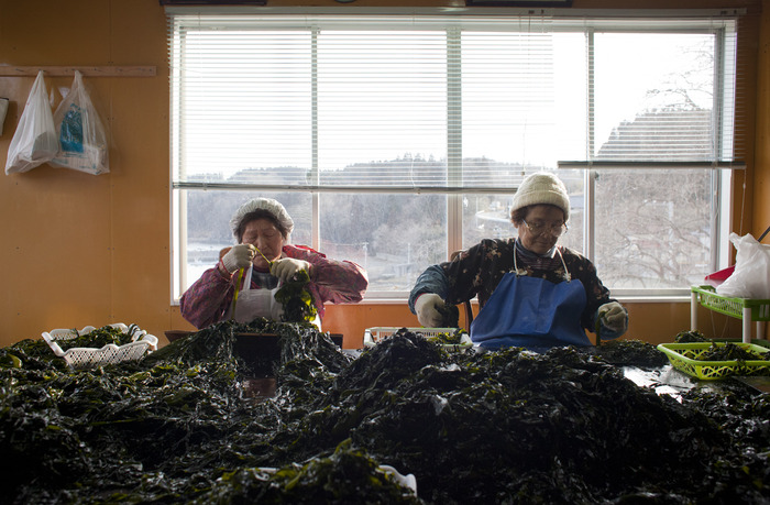 'Kelp (Wakame) Ladies'