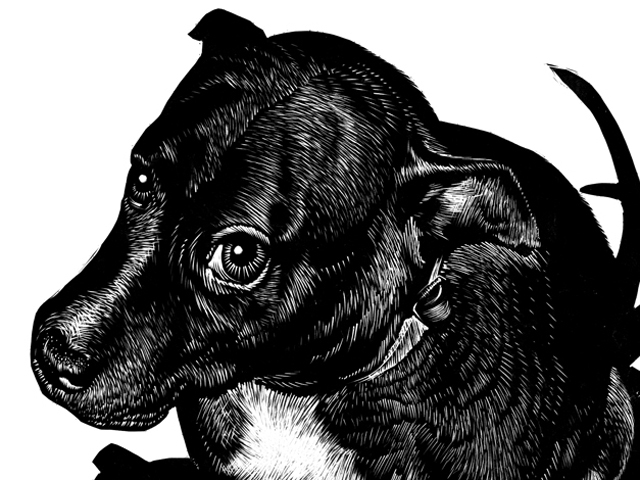 Meet Brooklyn who was rescued from a dog fighting house