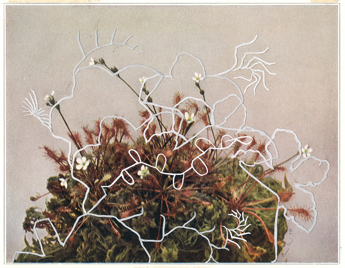 Alexis Mackenzie's delicate collage "Cyclic I".