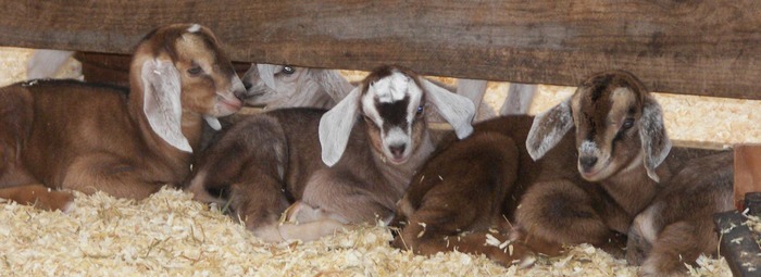 Each spring, we enjoy watching the newborn baby goats frolic with their mothers.