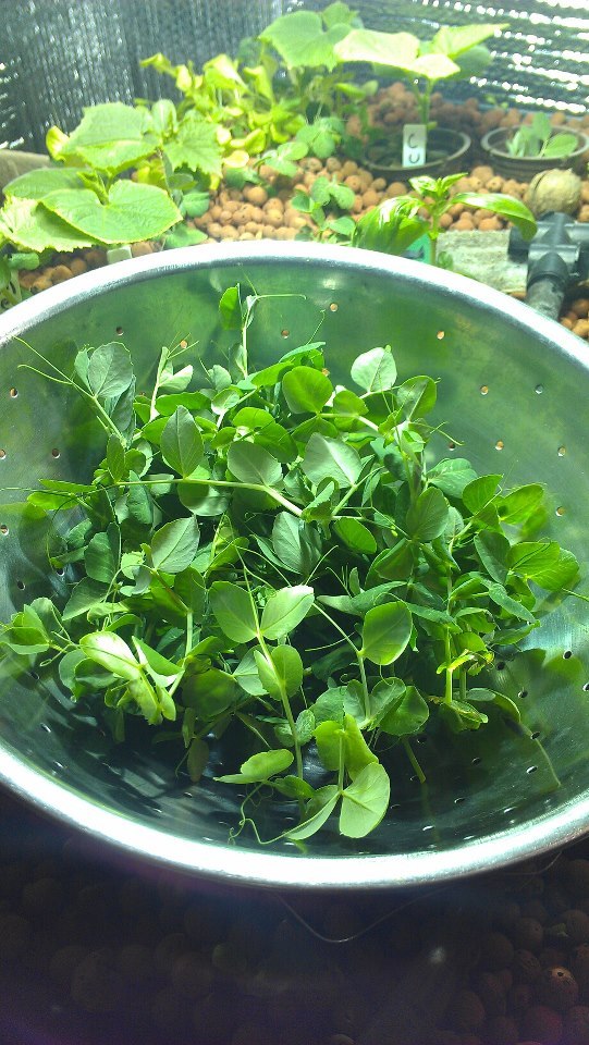 Pea shoots headed to a local restaurant.