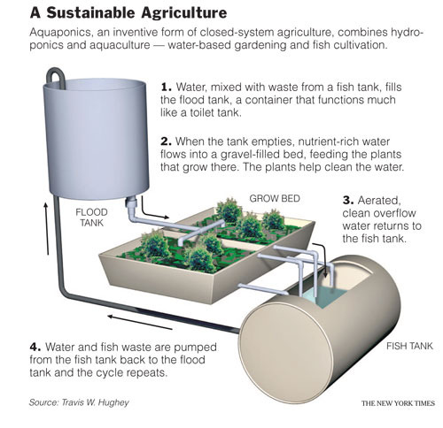 A Basic Aquaponics Set Up