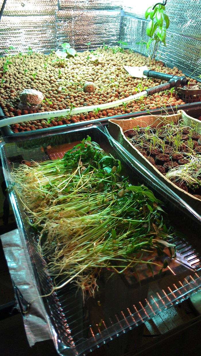 This is what the bed looked like about 4 weeks before the video.