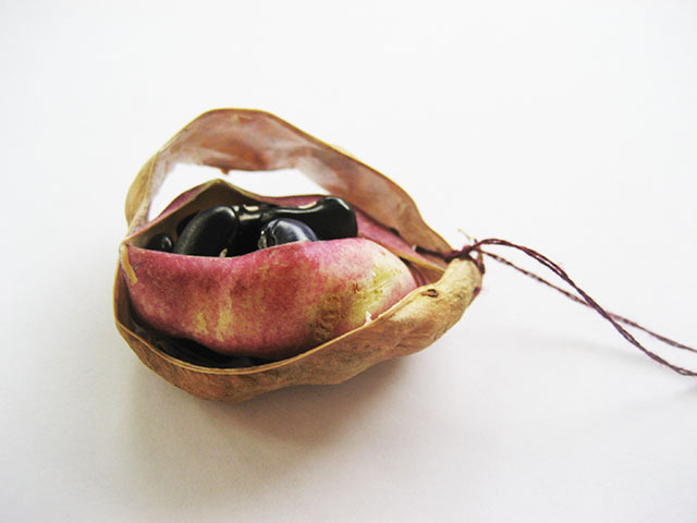 #17 - 10 of 10 left - Cherokee Trail of Tears Bean No. 4