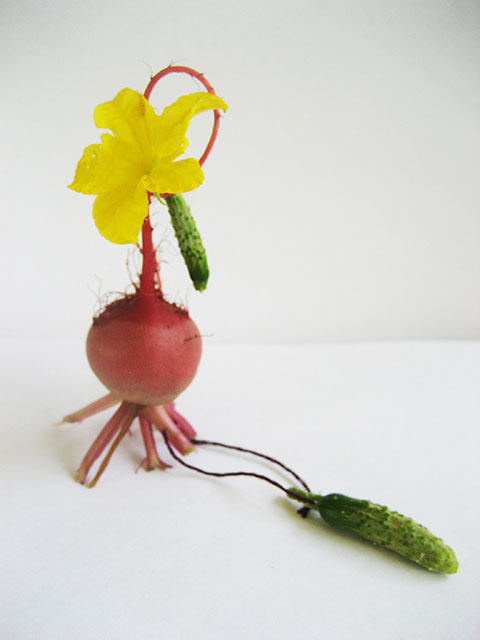 #19 - 10 of 10 left - Chioggia Beet and French Cornichon Cucumbers No. 1