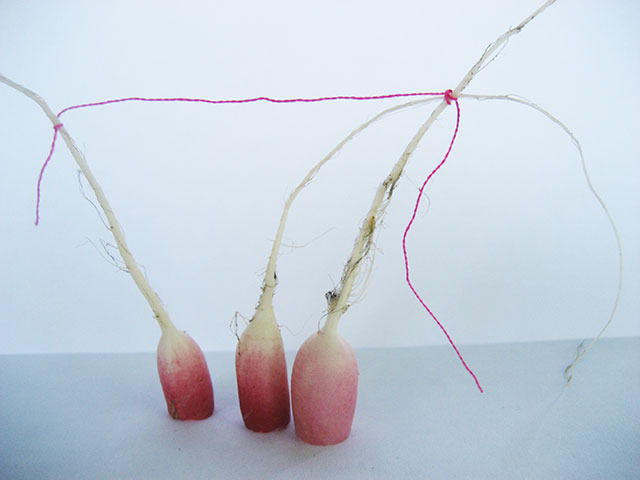 #25 - 10 of 10 left - French Breakfast Radishes No. 4