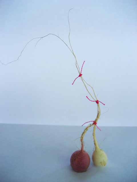 #26 - 10 of 10 left - Mixed Radishes No. 1