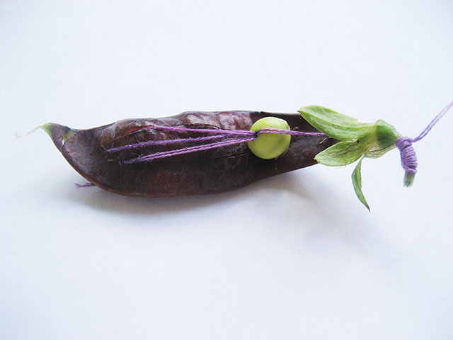 #28 - 10 of 10 left - Purple Podded Pea No. 10