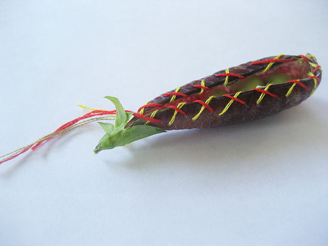#30 - 10 of 10 left - Purple Podded Pea No. 8