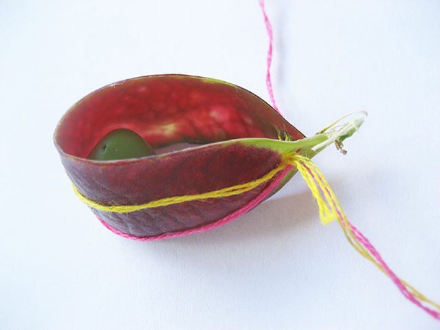 #31 - 10 of 10 left - Purple Podded Pea No. 7
