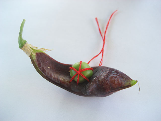#32 - 10 of 10 left - Purple Podded Pea No. 6