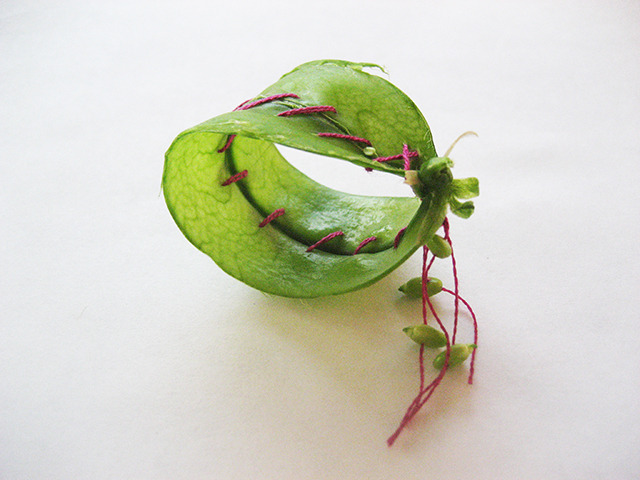 #34 - 10 of 10 left - Amish Snap Pea #1