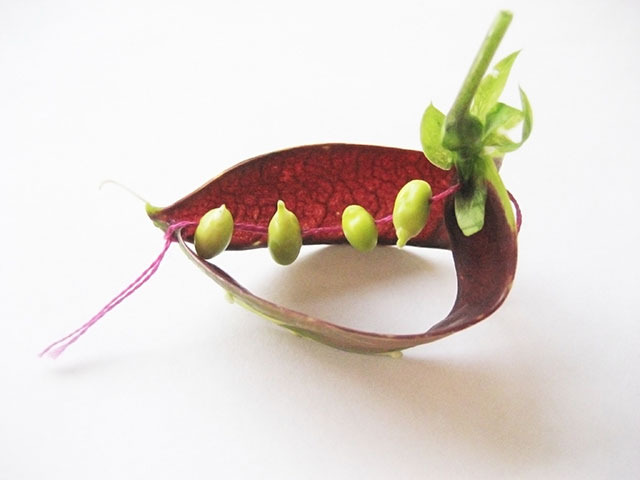 #35 - 10 of 10 left - Purple Podded Pea No. 4