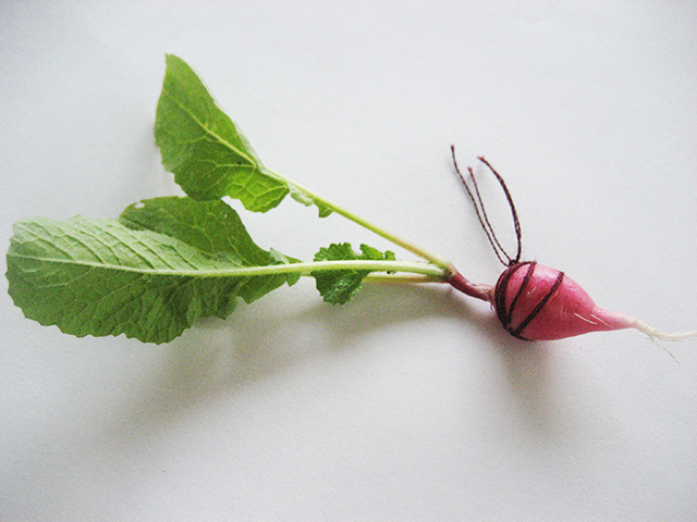 #41 - 10 of 10 left - Easter Egg Radish No. 1