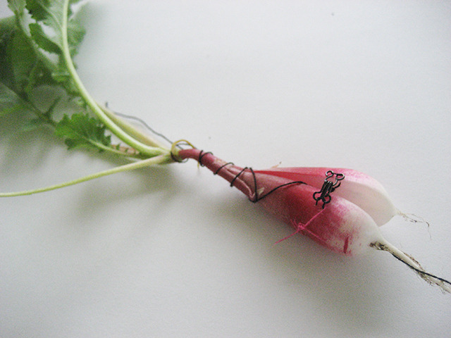 #42 - 10 of 10 left - French Breakfast Radish No. 2