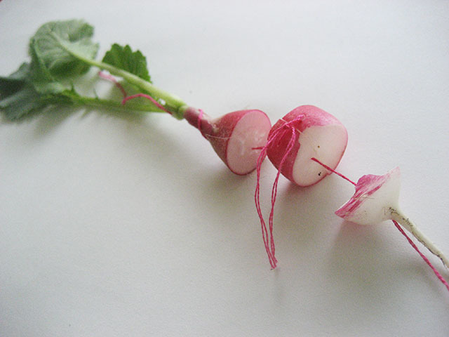 #43 - 10 of 10 left - French Breakfast Radish No. 1