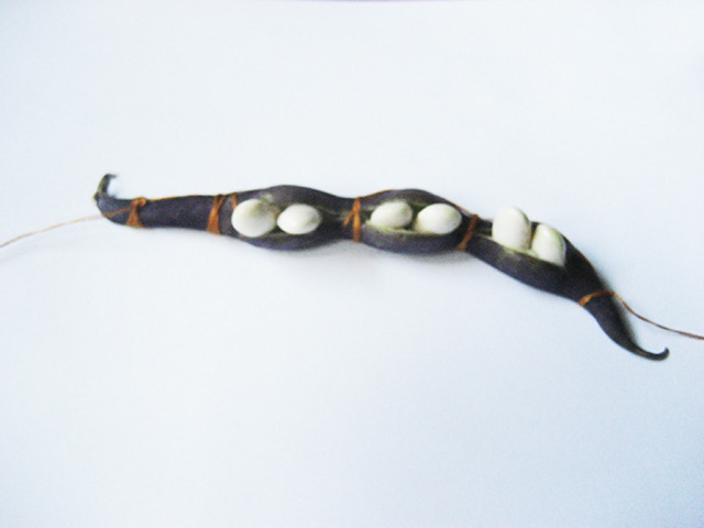 #49 - 10 of 10 left - Purple Podded Pole Bean No. 4