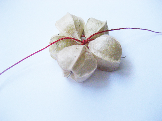 #58 - 10 of 10 - Aunt Molly's Ground Cherry No. 2