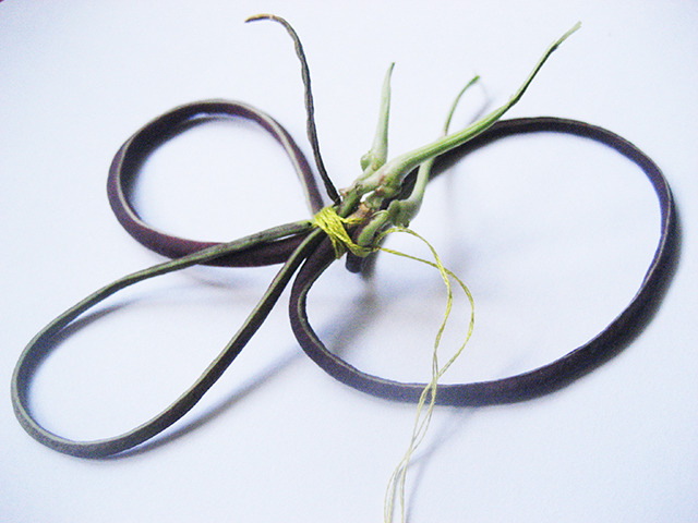 #61 - 10 of 10 left - Chinese Red Noodle Bean No. 2