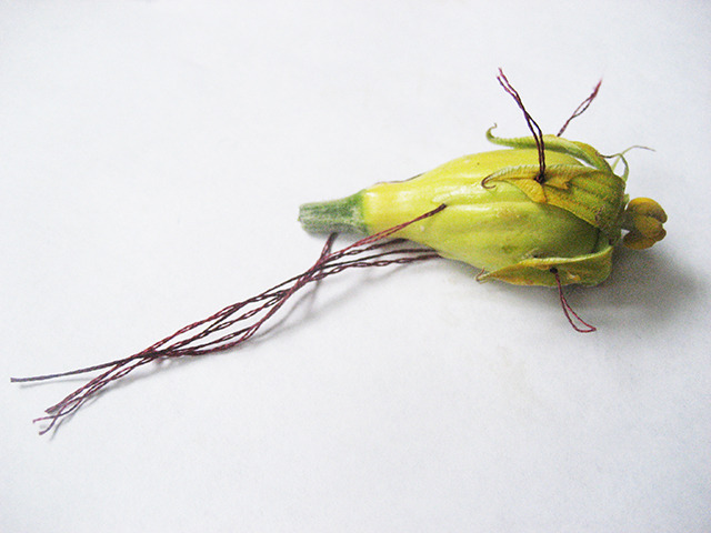 #64 - 10 of 10 left - Yellow Squash No. 1