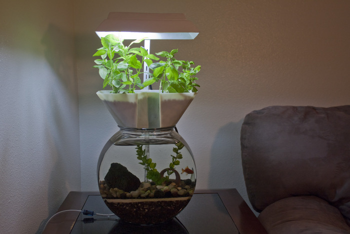 The Goldfish Garden at Home
