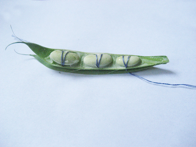 #81 - 10 of 10 left - Soldier Bean No. 3