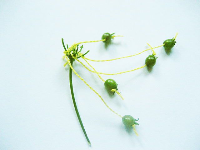 #85 - 10 of 10 left - Coriander Seeds No. 1