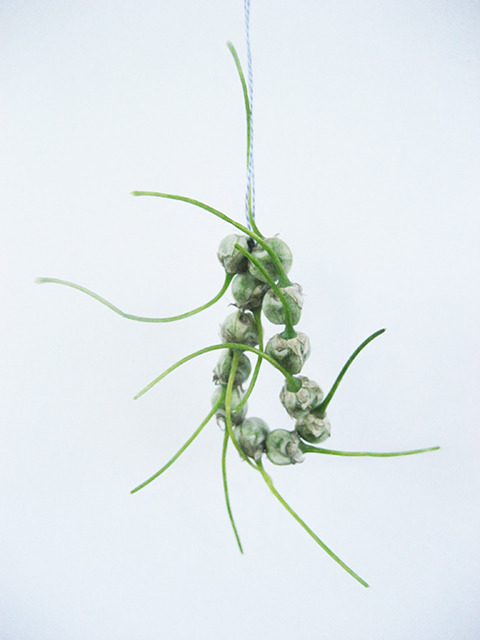 #87 - 10 of 10 left - Onion Seeds No. 1