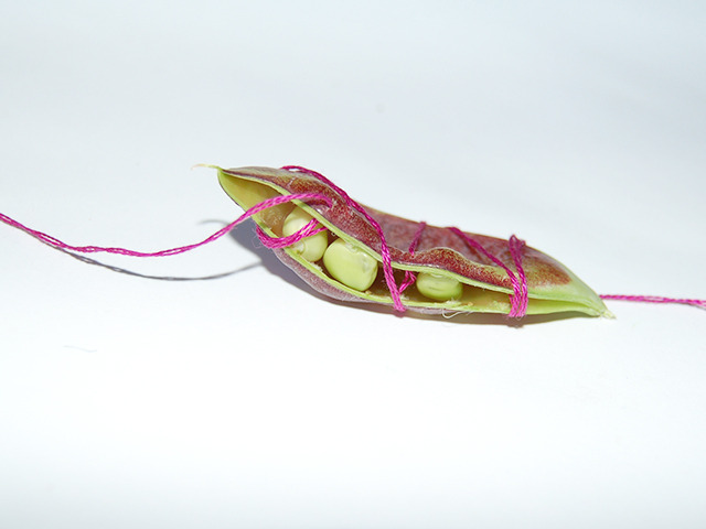 #93 - 10 of 10 left - Purple Podded Pea No. 2