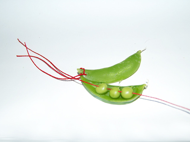 #95 - 10 of 10 left - Tom Thumb Pea No. 3