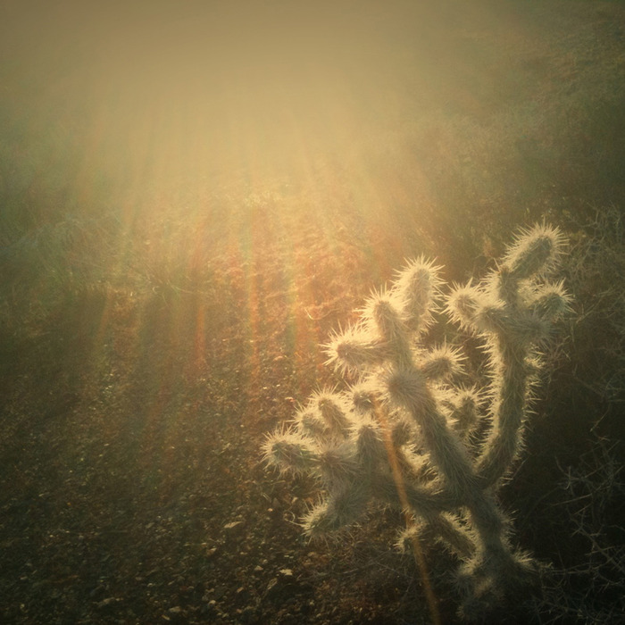 burning bush, Joshua Tree, CA 2010
