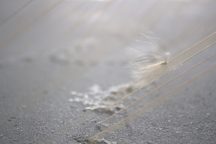 "(i missed you) for twenty-nine years", by Sarah Nance, 2012 silk string, evaporated saltwater, natural light; detail with thistle seed parachute, 18" x 12" print