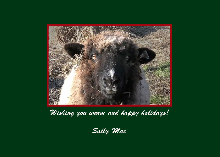 A little bit of Sally Mae's wool is in all 1st Edition Beanies. She's a blackfaced Border Leicester.