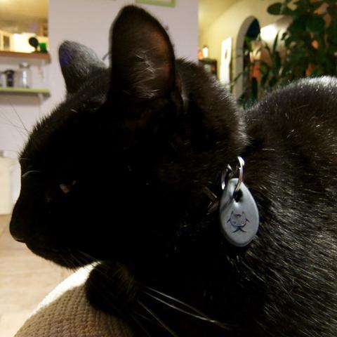 CAT BLING I - $15 / MADE IN USA BUNDLE I ($7 cheaper!)