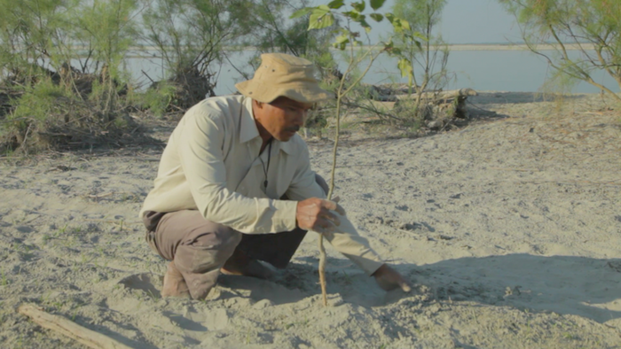 Payeng plants in his forest.