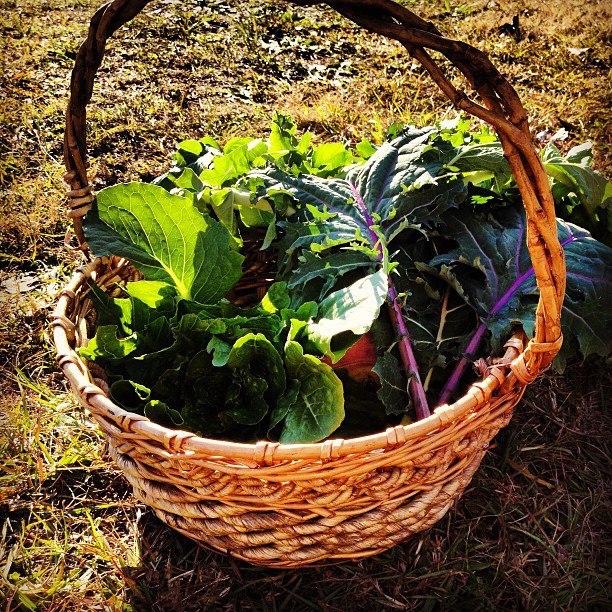 Goody bag of lettuce, kale, turnip greens, and collard greens! :)