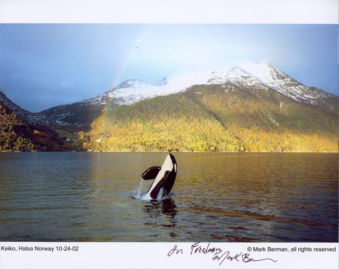 Mark Berman photo of Keiko during a visit in Iceland in 2002