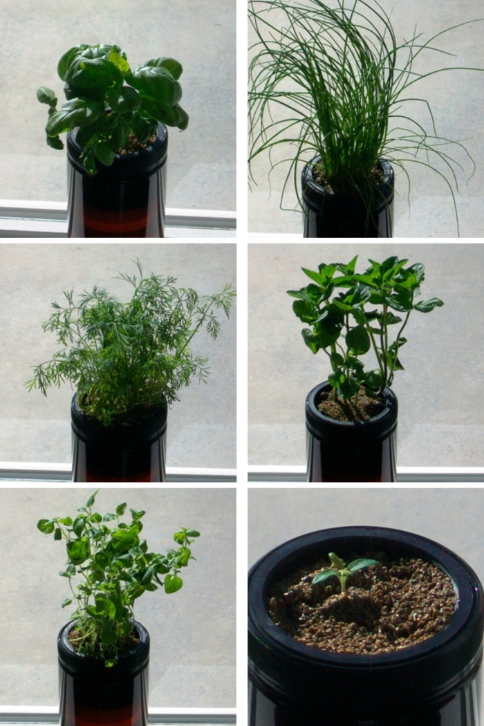 This shows Basil, Chives, Dill, Mint, Oregano and a 2 week old Tomato plant all grow in the Grow Jar.