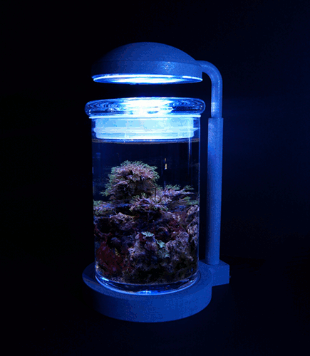 3D view of 1 1/2 year old PJ Reef ECOSYSTEM