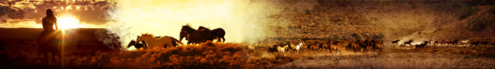 Fine Art Print - Visions of Wild Horses