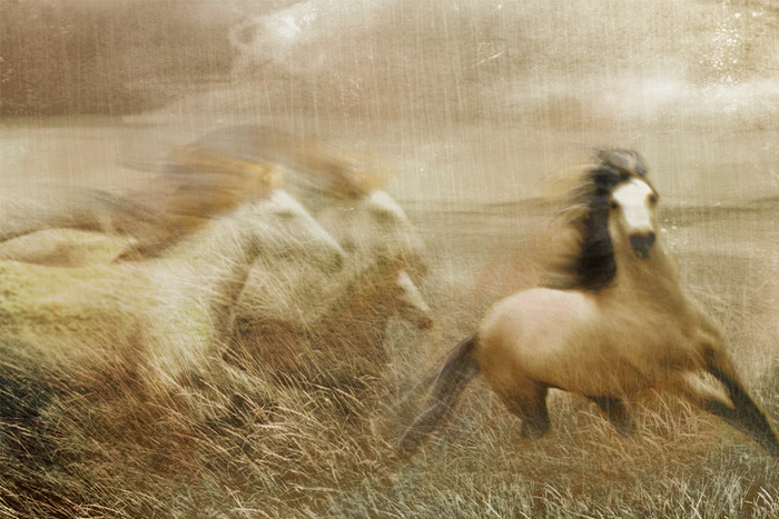 Fine Art Print - Traveler & His Family - From Wild Horses & Renegades