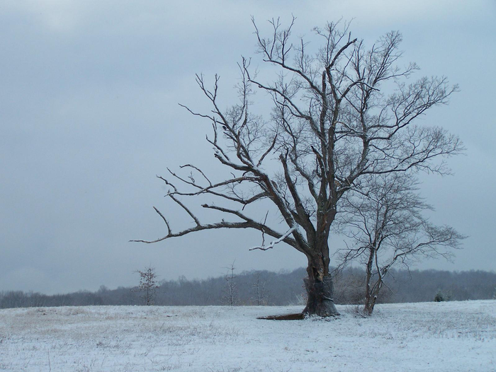 The actual devil's tree in NJ.