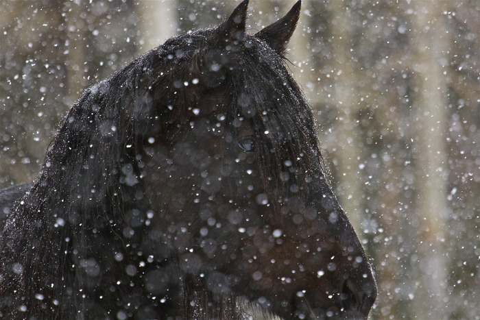 Limited Fine Art Print - Winter Trance