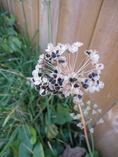 Seed-saving