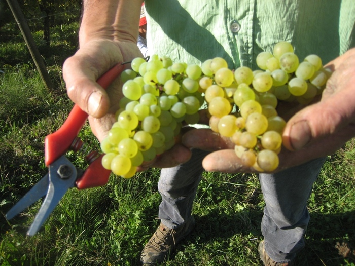 Savagnin Vert and Savagnin Jaune - a mix adds complexity. ©Wink Lorch
