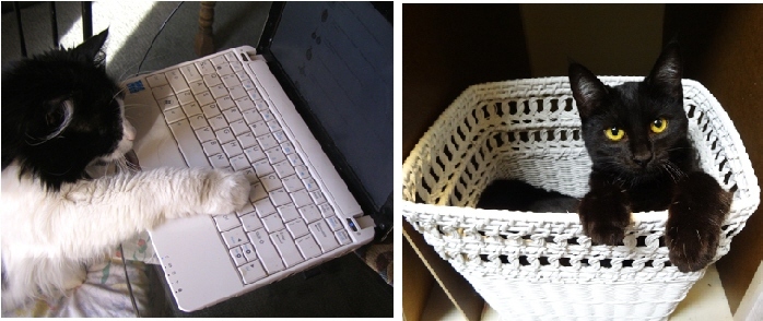 Buttonwillow (L) puts the finishing touches on an e-mail while Inka (R) works on waste management.