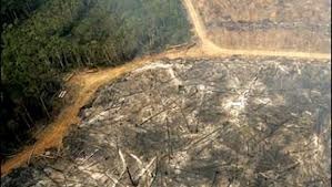 the increasing need for palm oil has a devastating effect on our planet - 98% of Indonesia's forests could be destroyed by 2022