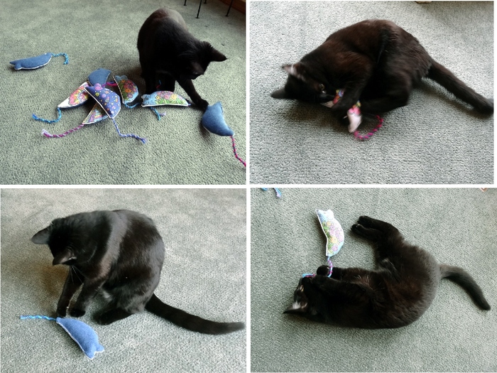 Assistant Rat Inspector Inka puts the rodents through their paces...