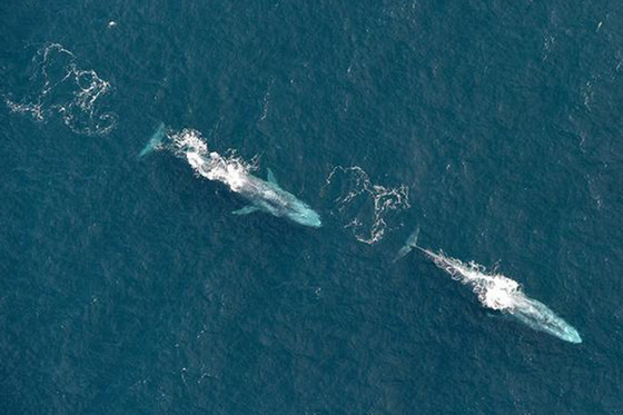 First spotting of Blue Whales in Irish waters, beside the Blasket Islands.